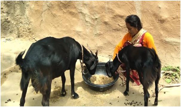Vidya tending to her goats