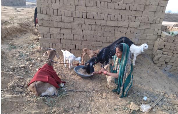 Archana feeding her goats